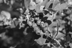 Blueberries 06-04 003
