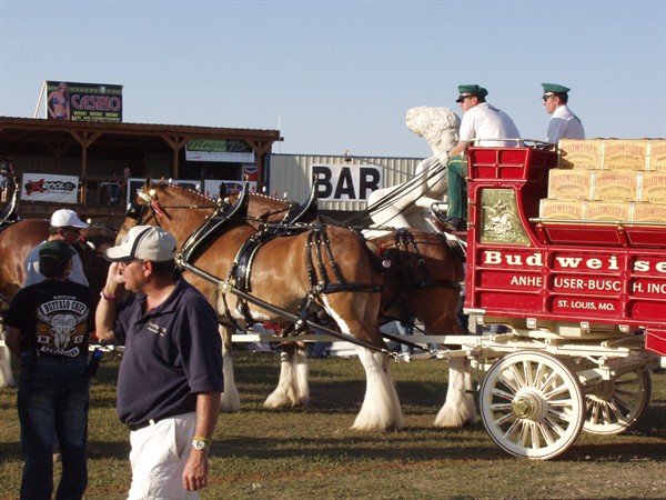 View photos from the 2007 Photos by Steve Wilson Clydesdales Photo Gallery