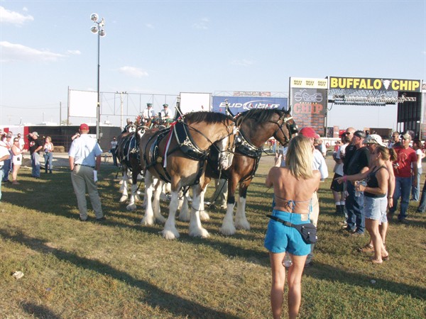 View photos from the 2007 Photos by Steve Wilson Clydesdales Photo Gallery