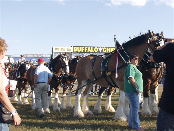 View photos from the 2007 Photos by Steve Wilson Clydesdales Photo Gallery