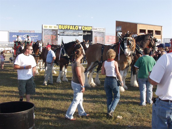 View photos from the 2007 Photos by Steve Wilson Clydesdales Photo Gallery