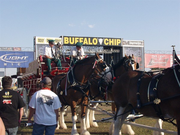 View photos from the 2007 Photos by Steve Wilson Clydesdales Photo Gallery