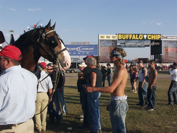 View photos from the 2007 Photos by Steve Wilson Clydesdales Photo Gallery