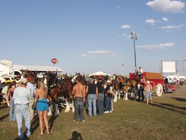 View photos from the 2007 Photos by Steve Wilson Clydesdales Photo Gallery