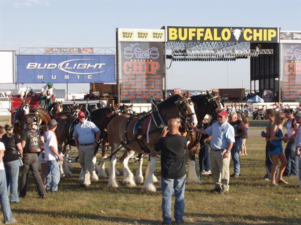 View photos from the 2007 Photos by Steve Wilson Clydesdales Photo Gallery