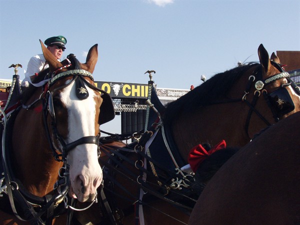 View photos from the 2007 Photos by Steve Wilson Clydesdales Photo Gallery