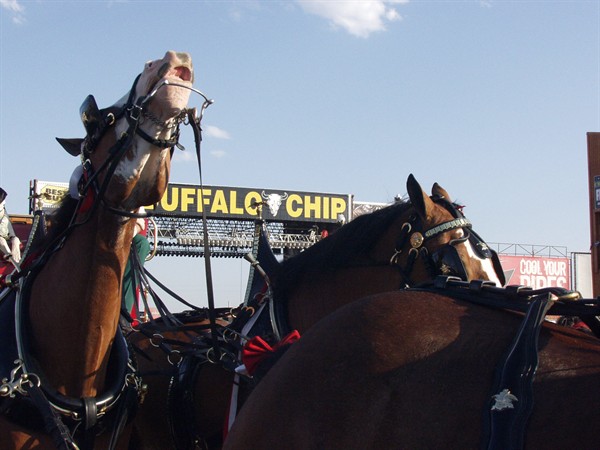 View photos from the 2007 Photos by Steve Wilson Clydesdales Photo Gallery