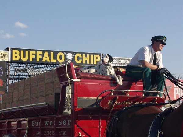 View photos from the 2007 Photos by Steve Wilson Clydesdales Photo Gallery