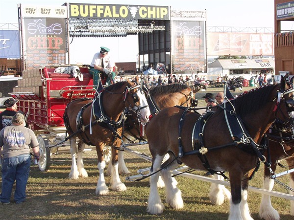 View photos from the 2007 Photos by Steve Wilson Clydesdales Photo Gallery