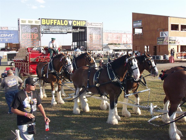 View photos from the 2007 Photos by Steve Wilson Clydesdales Photo Gallery