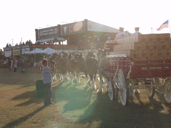 View photos from the 2007 Photos by Steve Wilson Clydesdales Photo Gallery