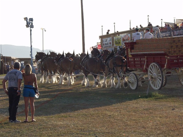 View photos from the 2007 Photos by Steve Wilson Clydesdales Photo Gallery