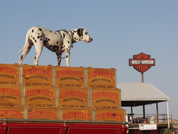 View photos from the 2007 Photos by Steve Wilson Clydesdales Photo Gallery