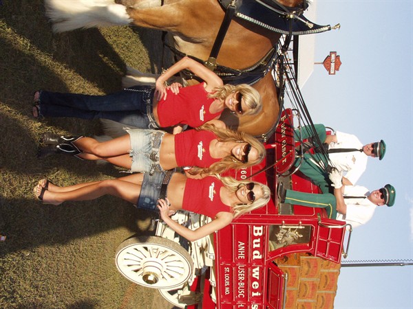 View photos from the 2007 Photos by Steve Wilson Clydesdales Photo Gallery