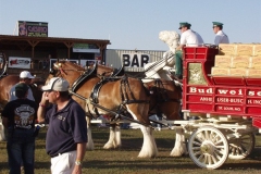 2007 Photos by Steve Wilson Clydesdales