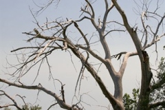 IMG_2663_0097