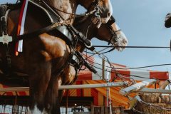 STURGIS-PHOTOS-2025-BUFFALO-CHIP-BRADY-MCLEAN-20