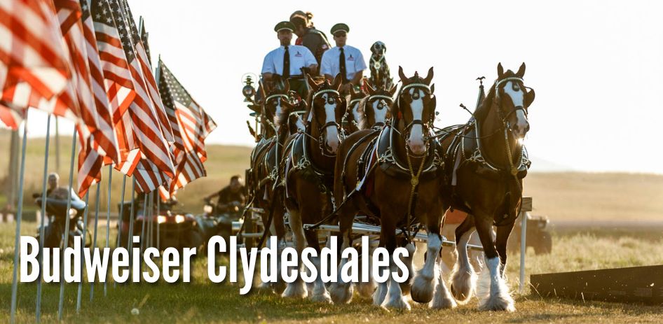Budweiser Clydesdales Budweiser Clydesdales