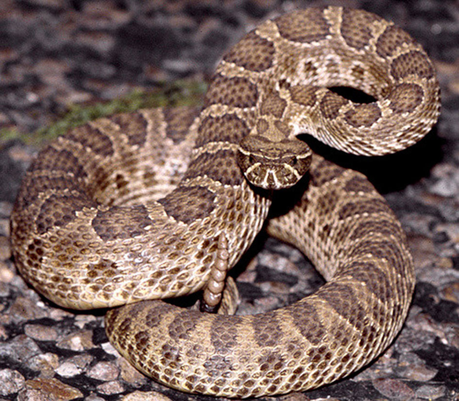 DOUG-DANGER-RATTLESNAKE-JUMP-PRAIRIE-RATTLER